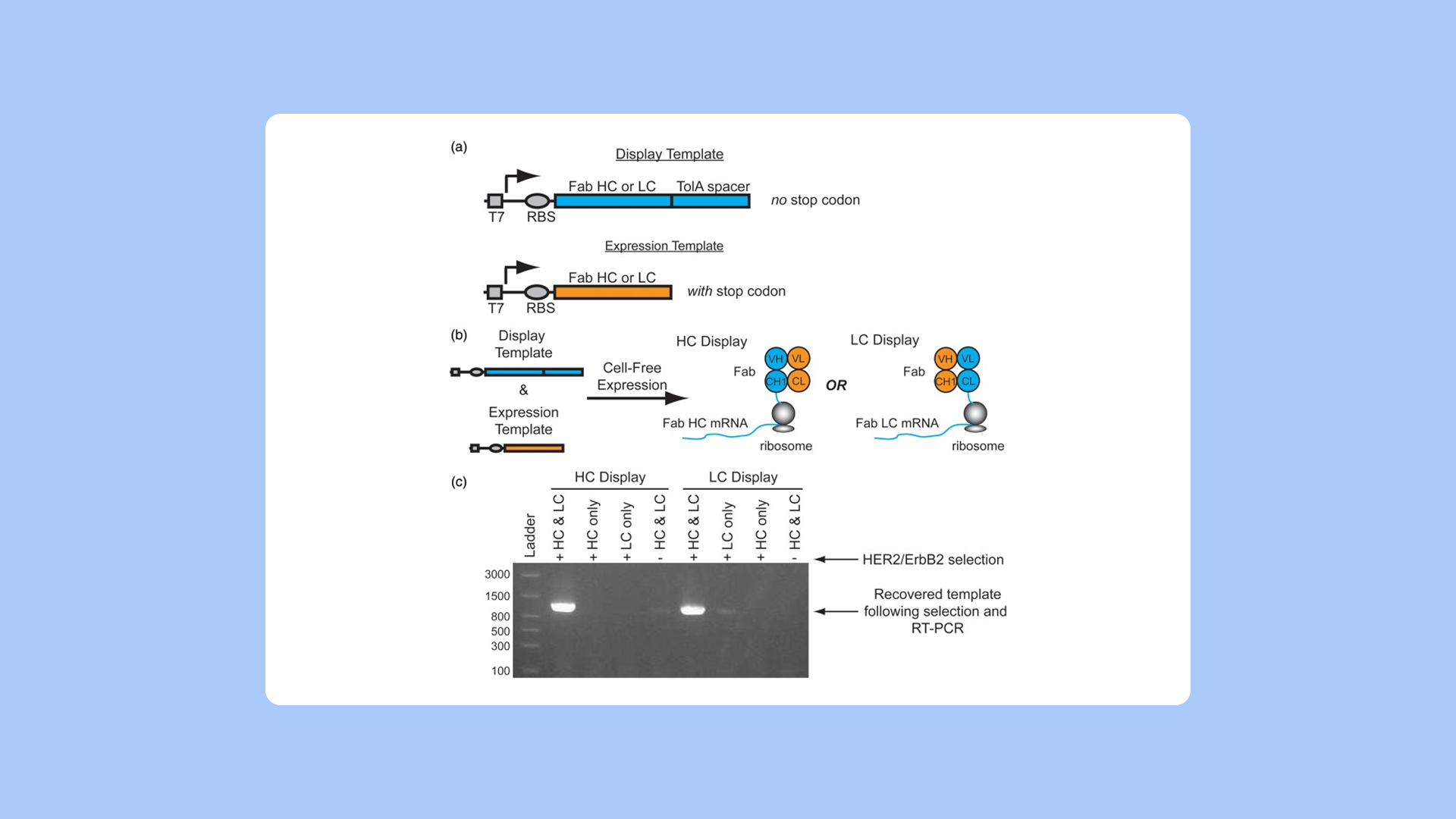In vitro display technologies in antibody discovery and engineering research - Blog image 3