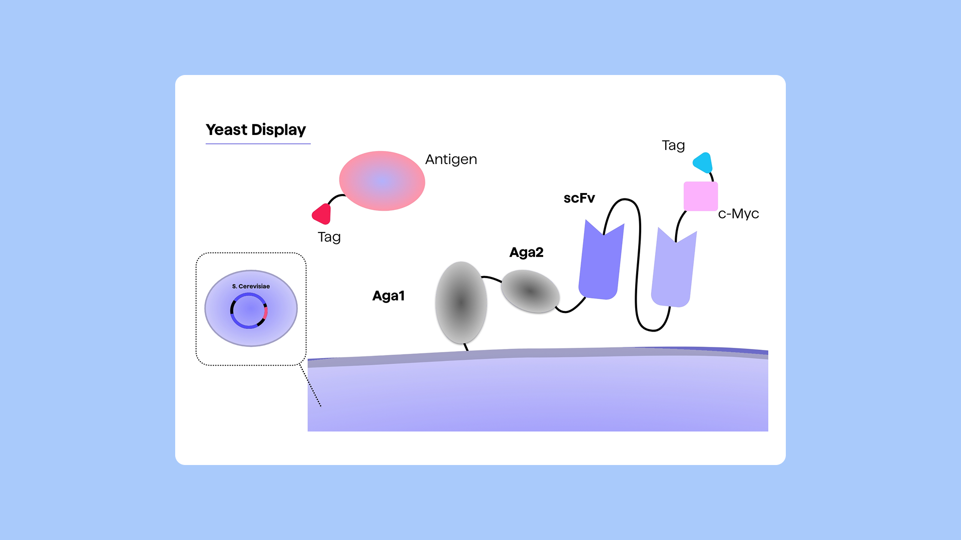 In vitro display technologies in antibody discovery and engineering research - Blog image 2