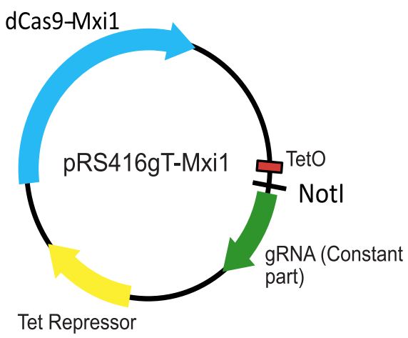 figure3_one_plasmid_system.png