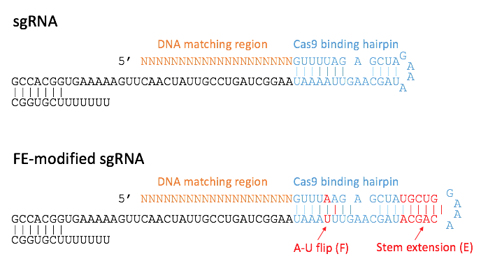 2016-06-fe-modified-sgrna.png