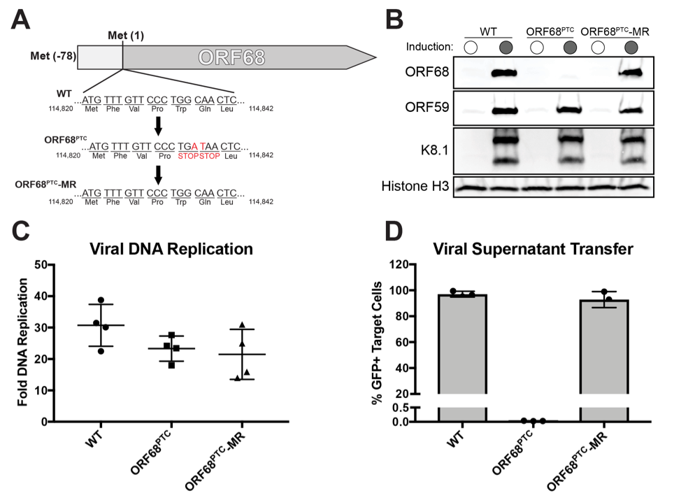 Figure3_ORF68.png