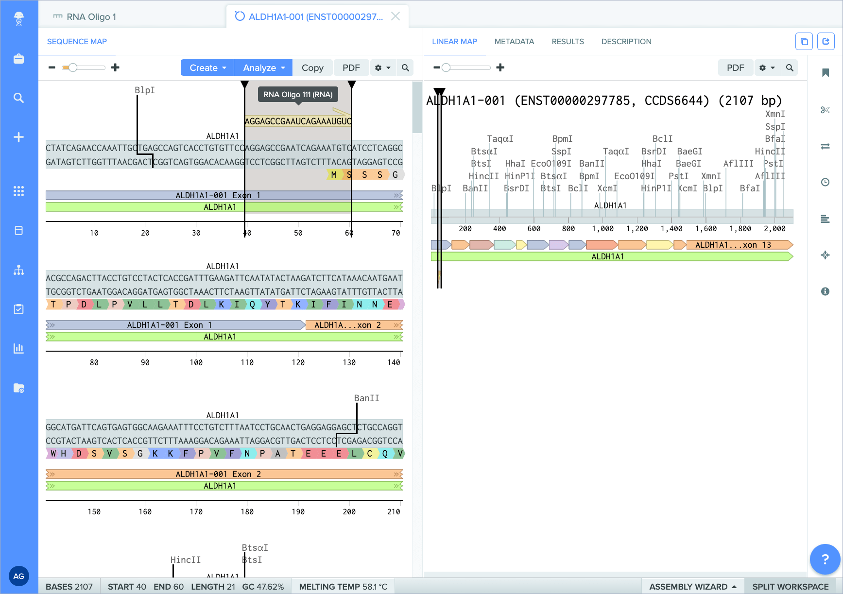 RNA Oligos bordered