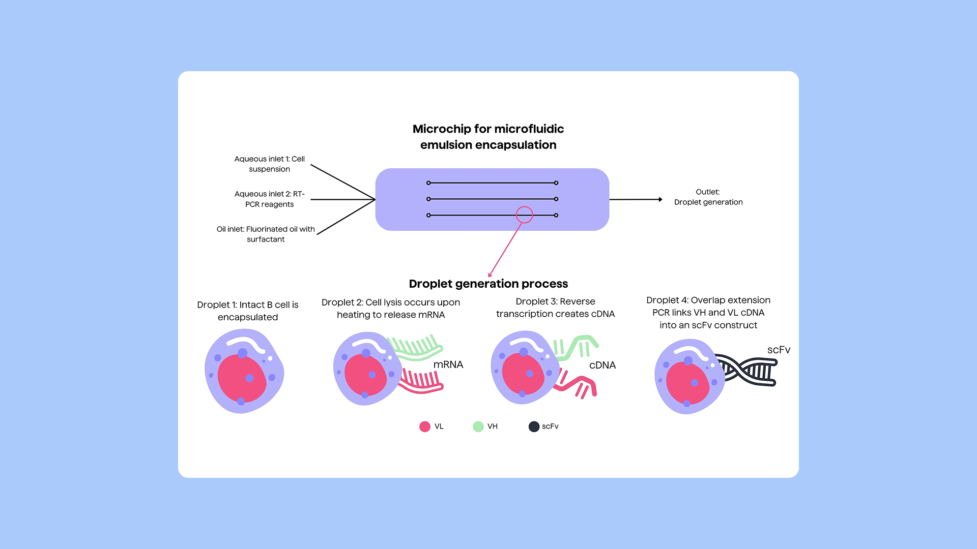 PipeBio - Native heavy-light chain pairing of antibodies with NGS - Image 2