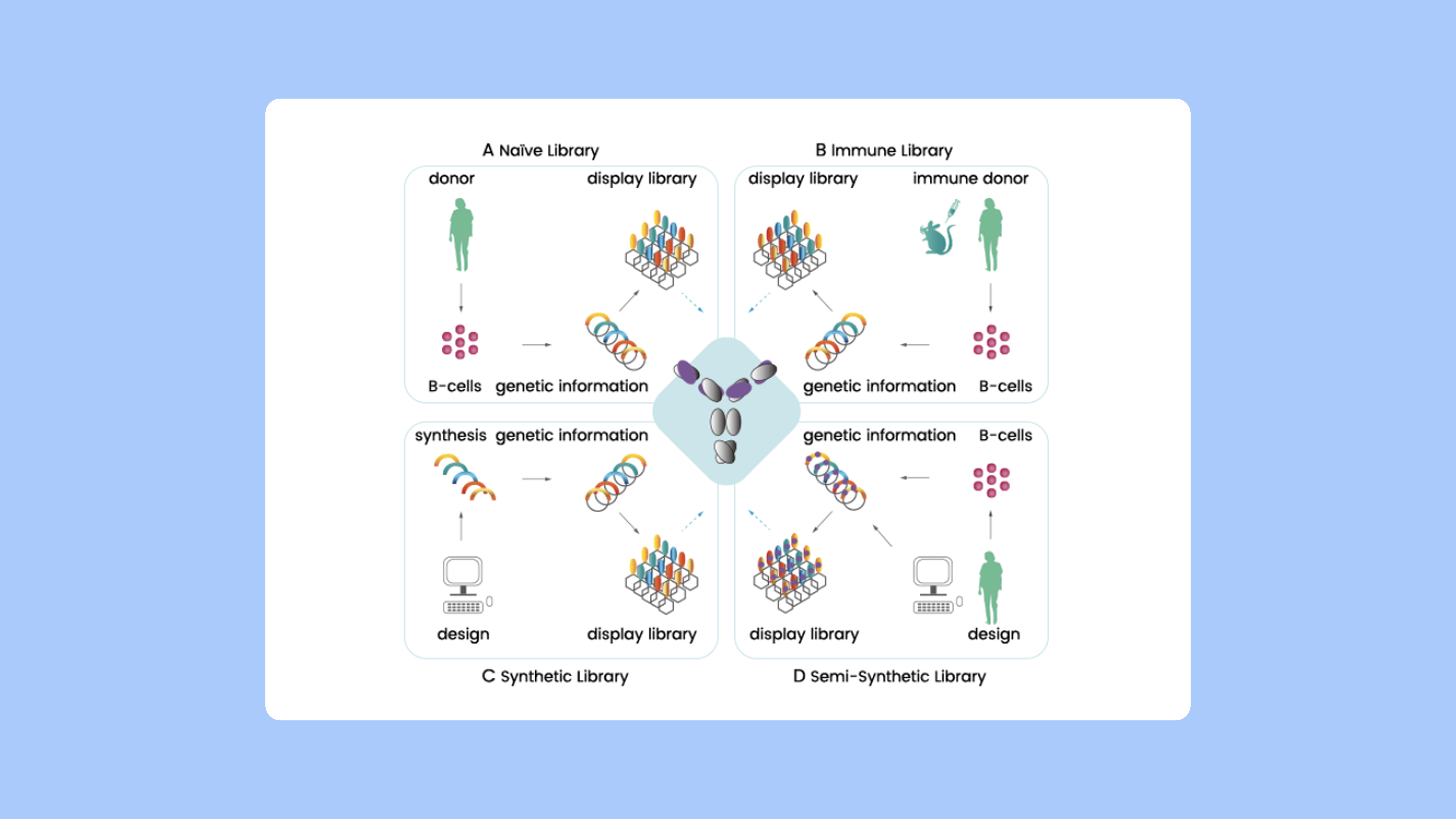 PipeBio - Selecting antibodies with phage display technology - Image 2
