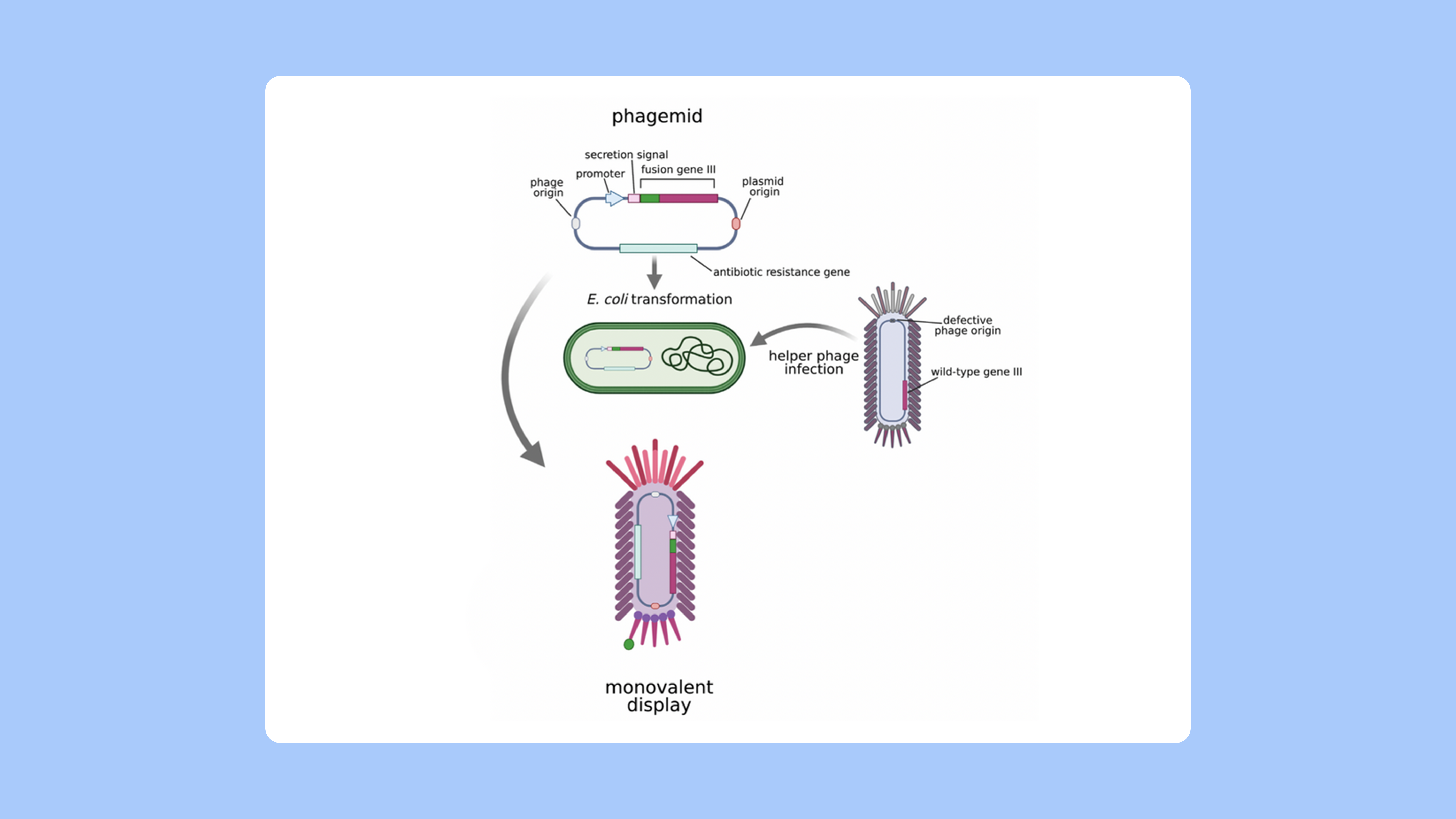 PipeBio - Selecting antibodies with phage display technology - Image 1