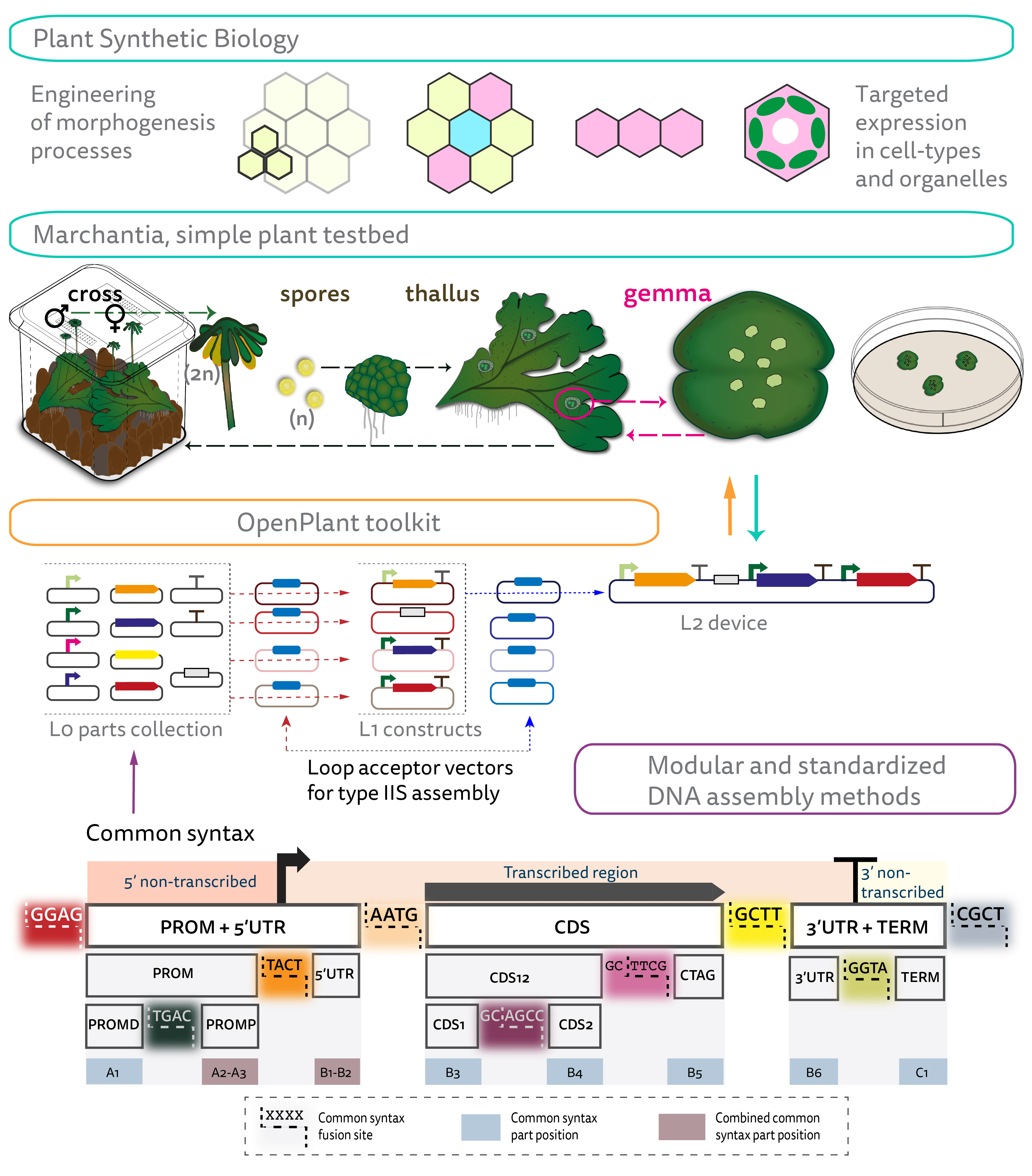 Figure1_SSG.png