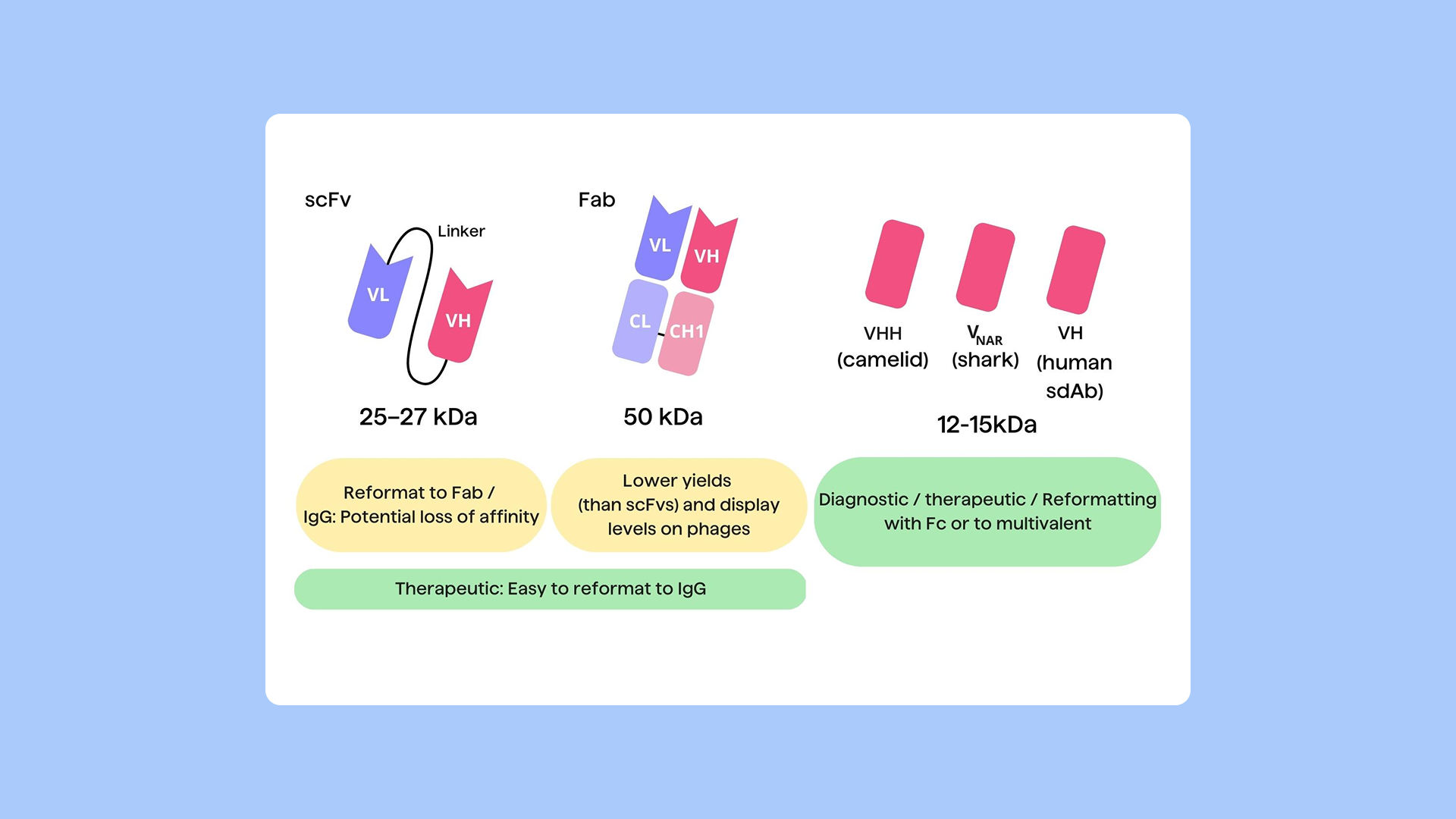 In vitro display technologies in antibody discovery and engineering research - Blog image 1