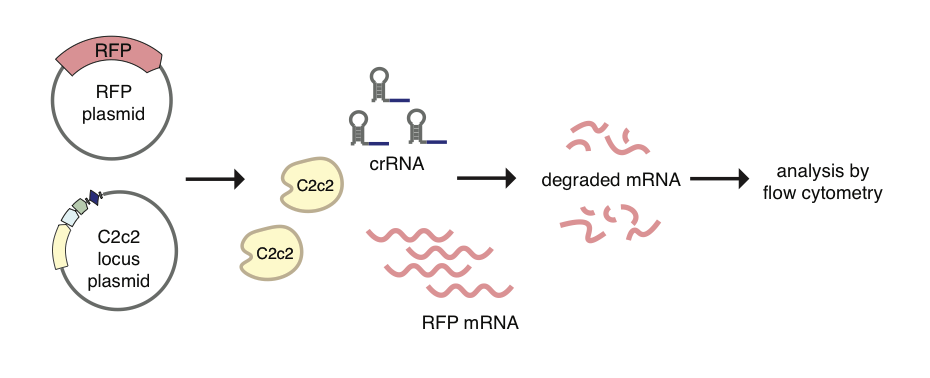 2016-08-c2c2_target_mrna.png