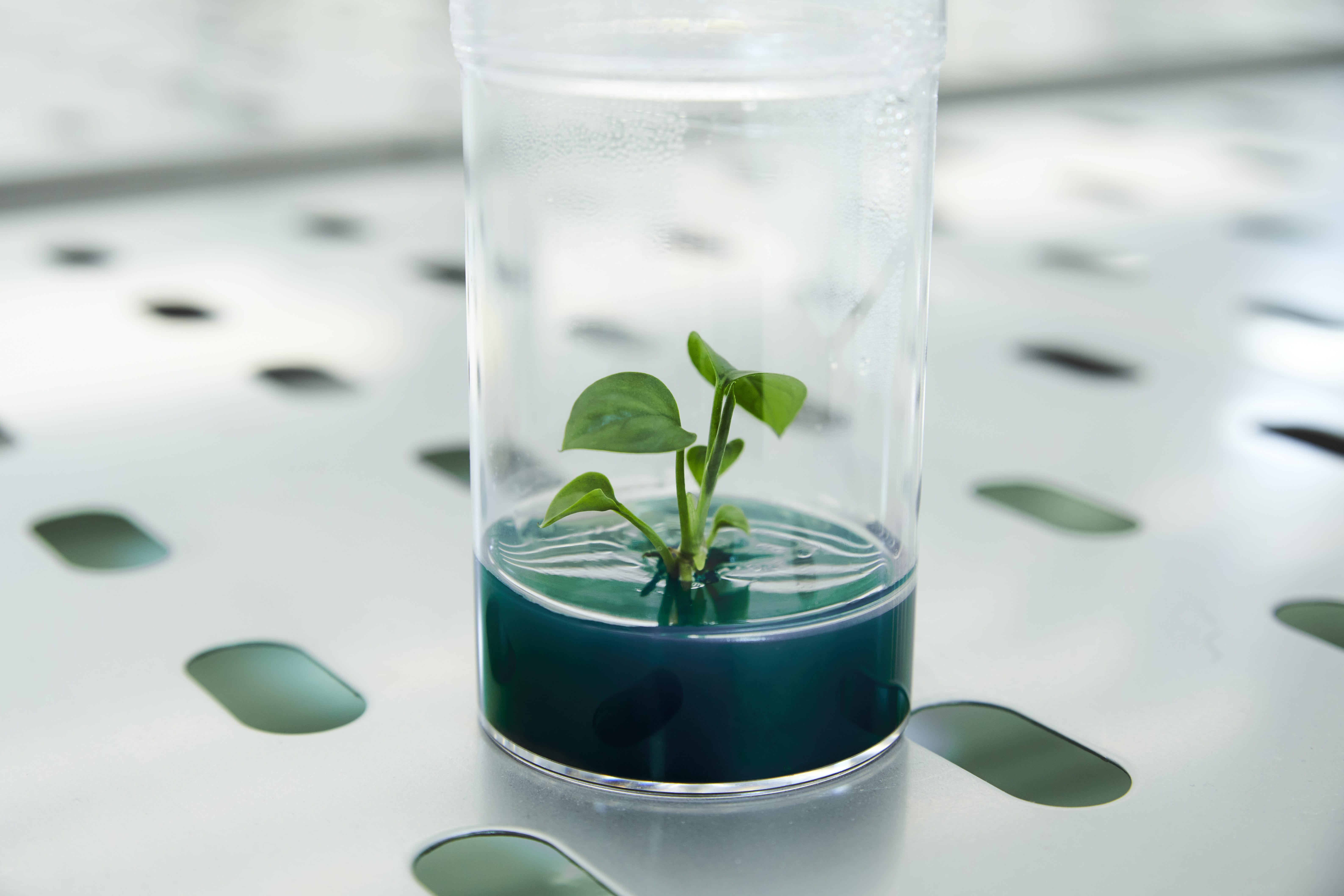 Neoplants plant