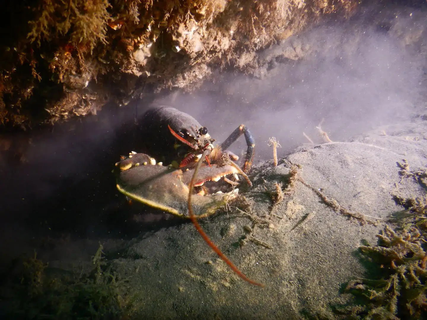 Natural England - European Lobster