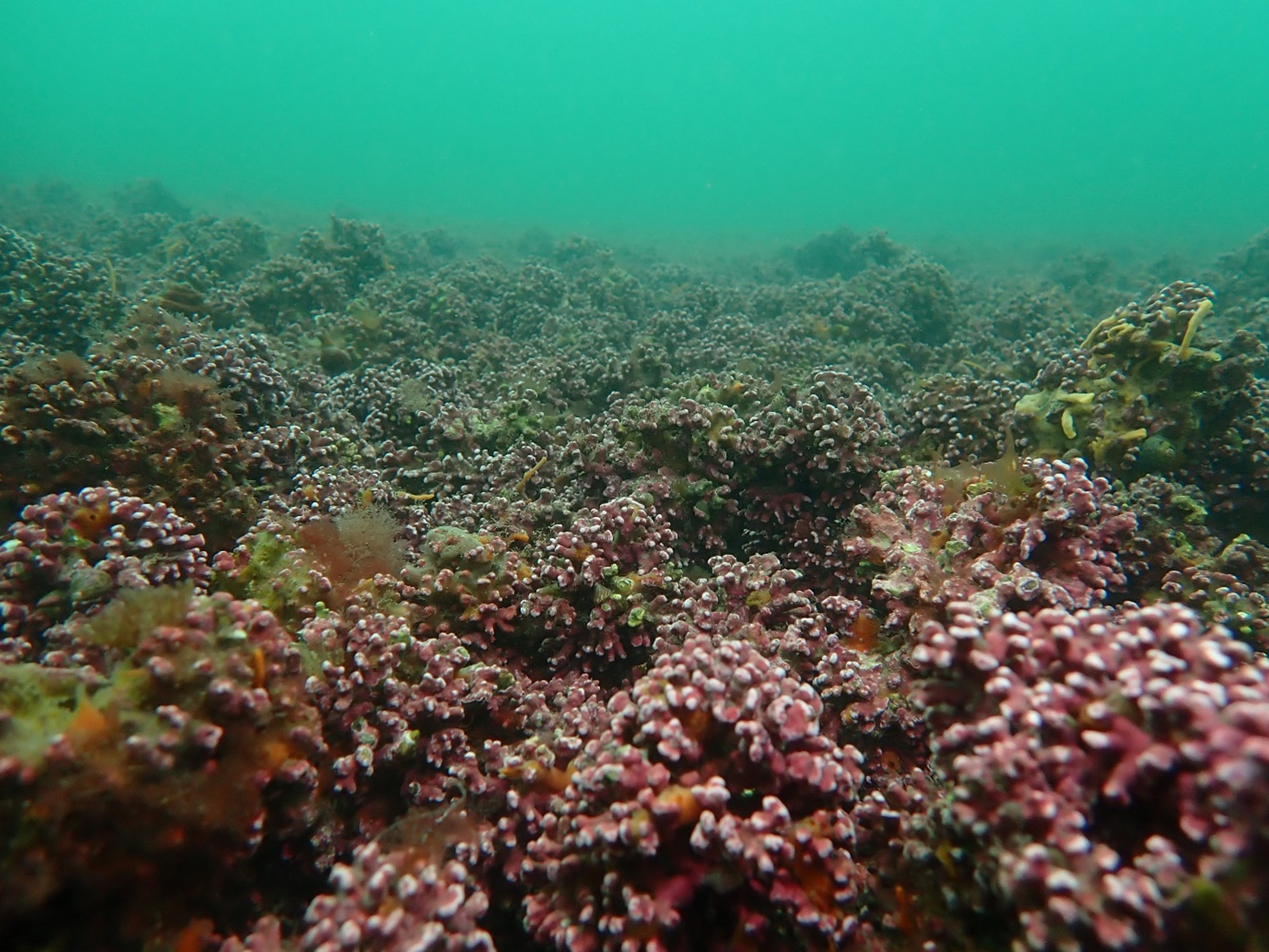 natural england - Typical maerl bed 