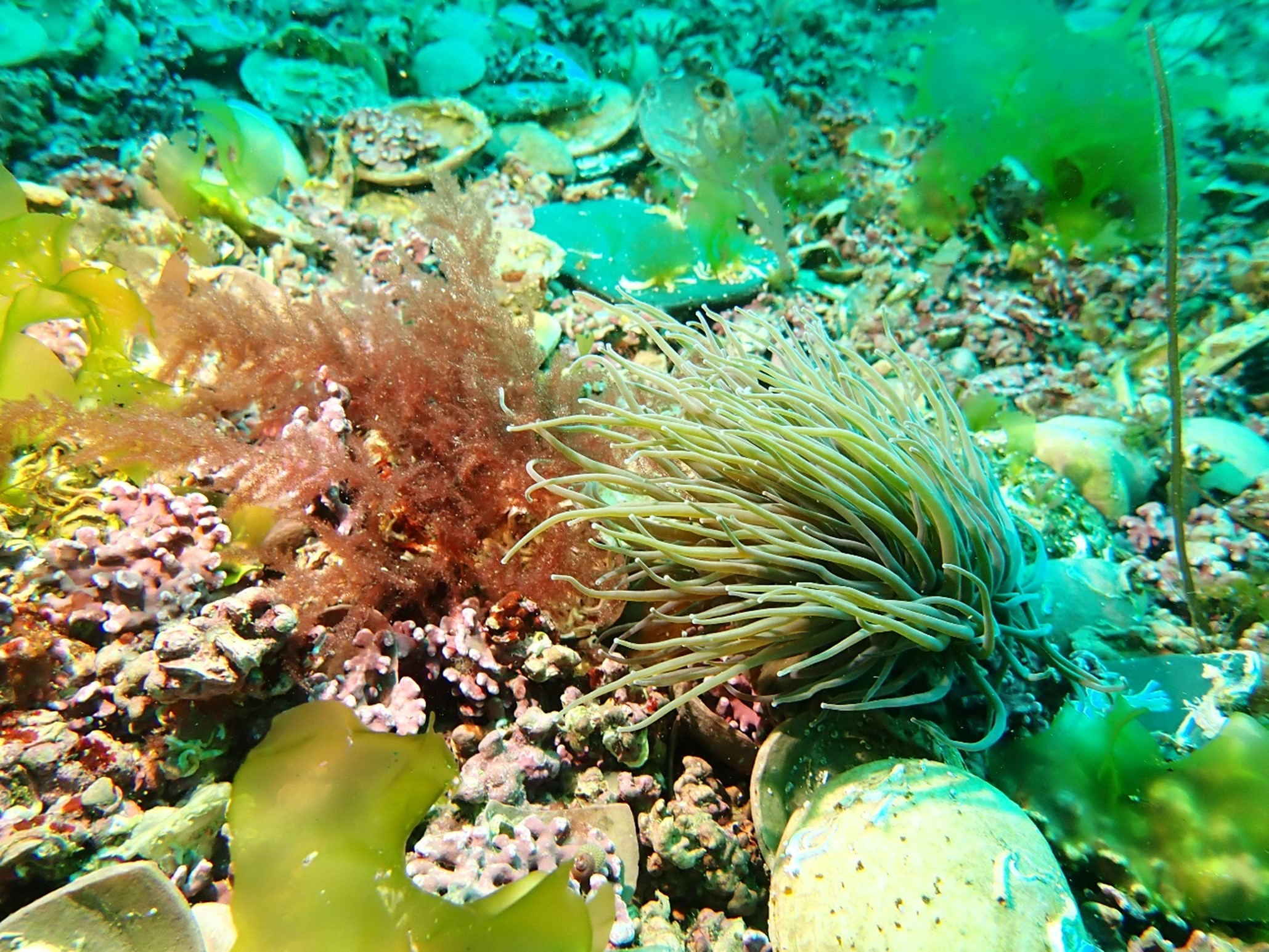 natural england - Maerl bed 
