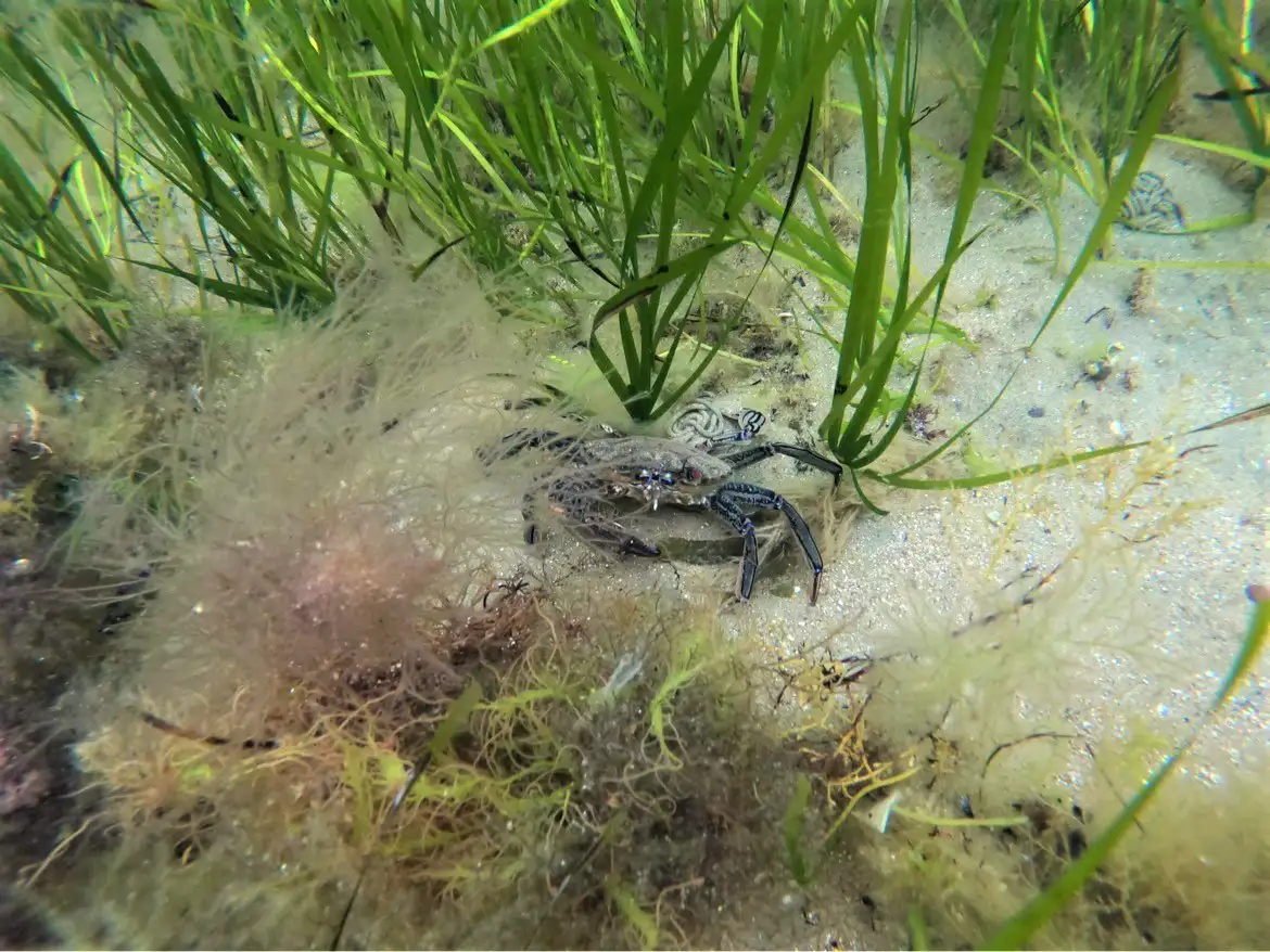 Natural England - Velvet swimming crab
