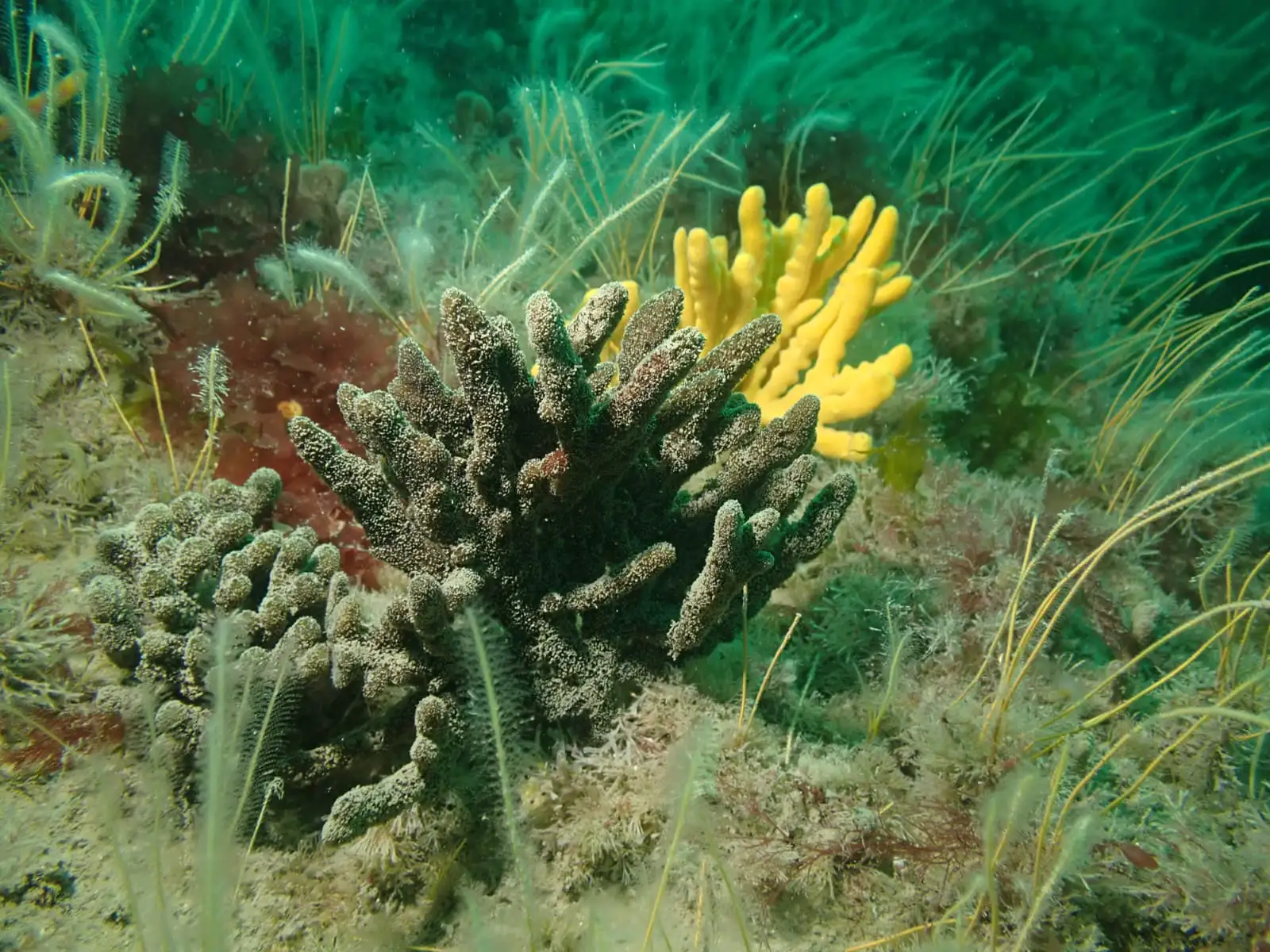 Natural England - Sponges