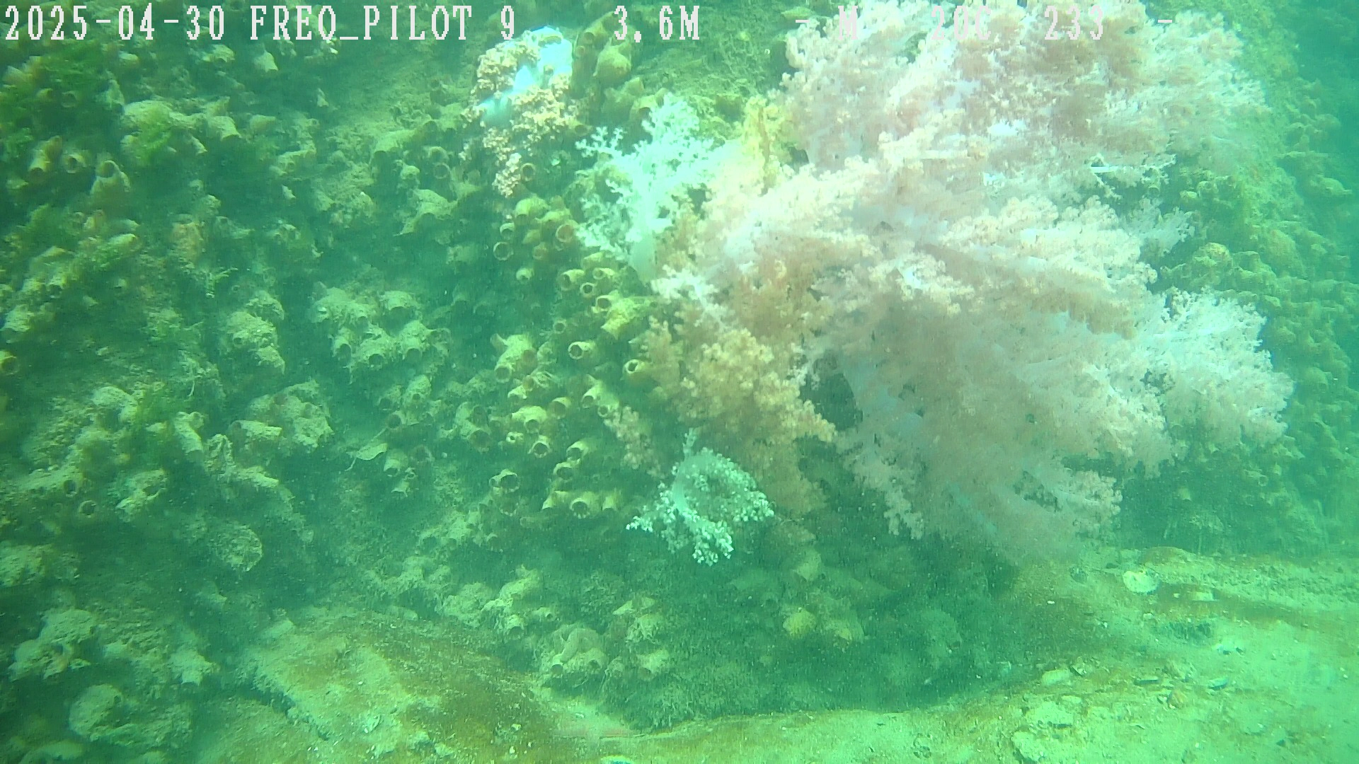 Franmarine - Underwater Inspection