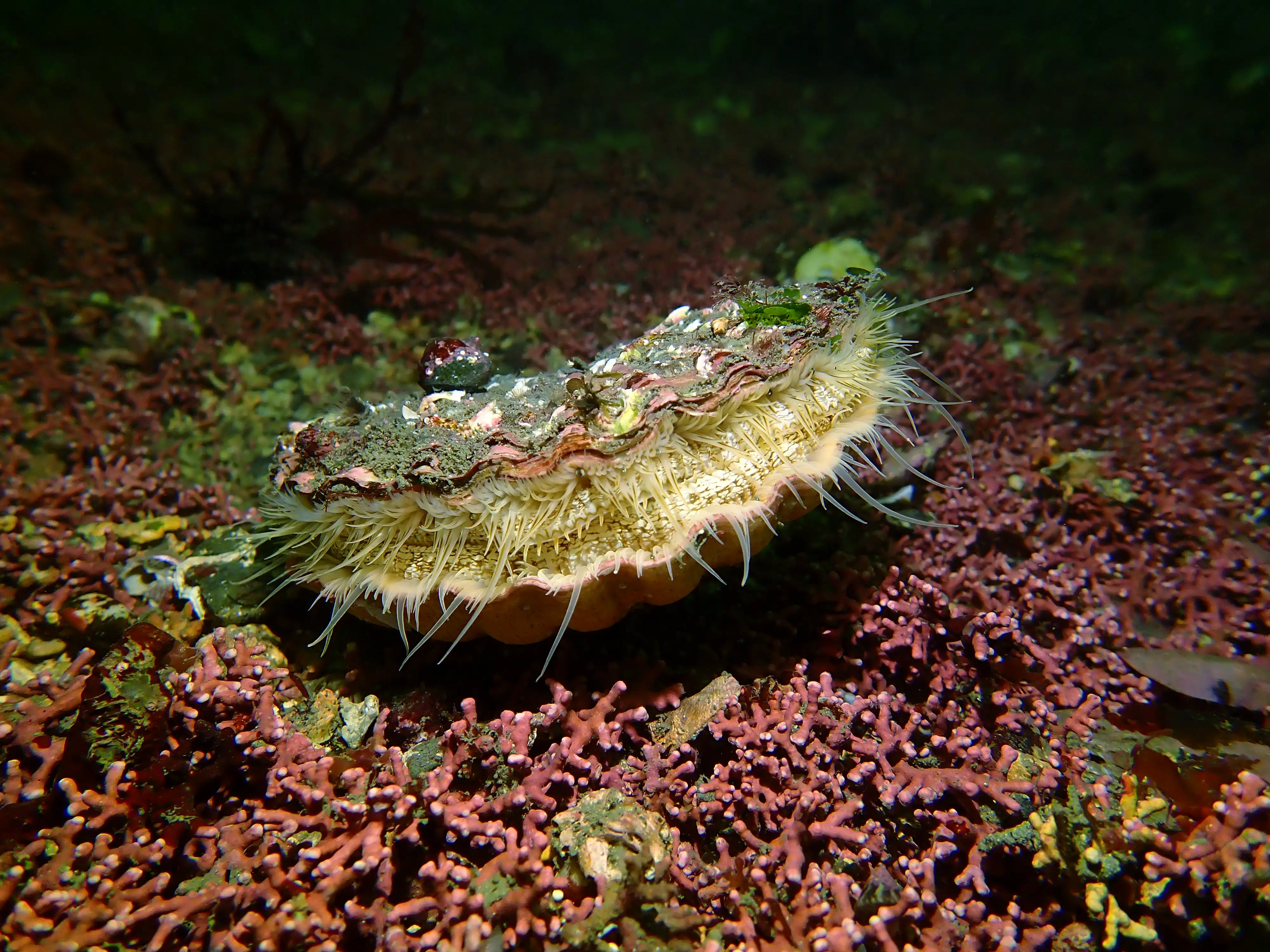 natural england king scallop maerl