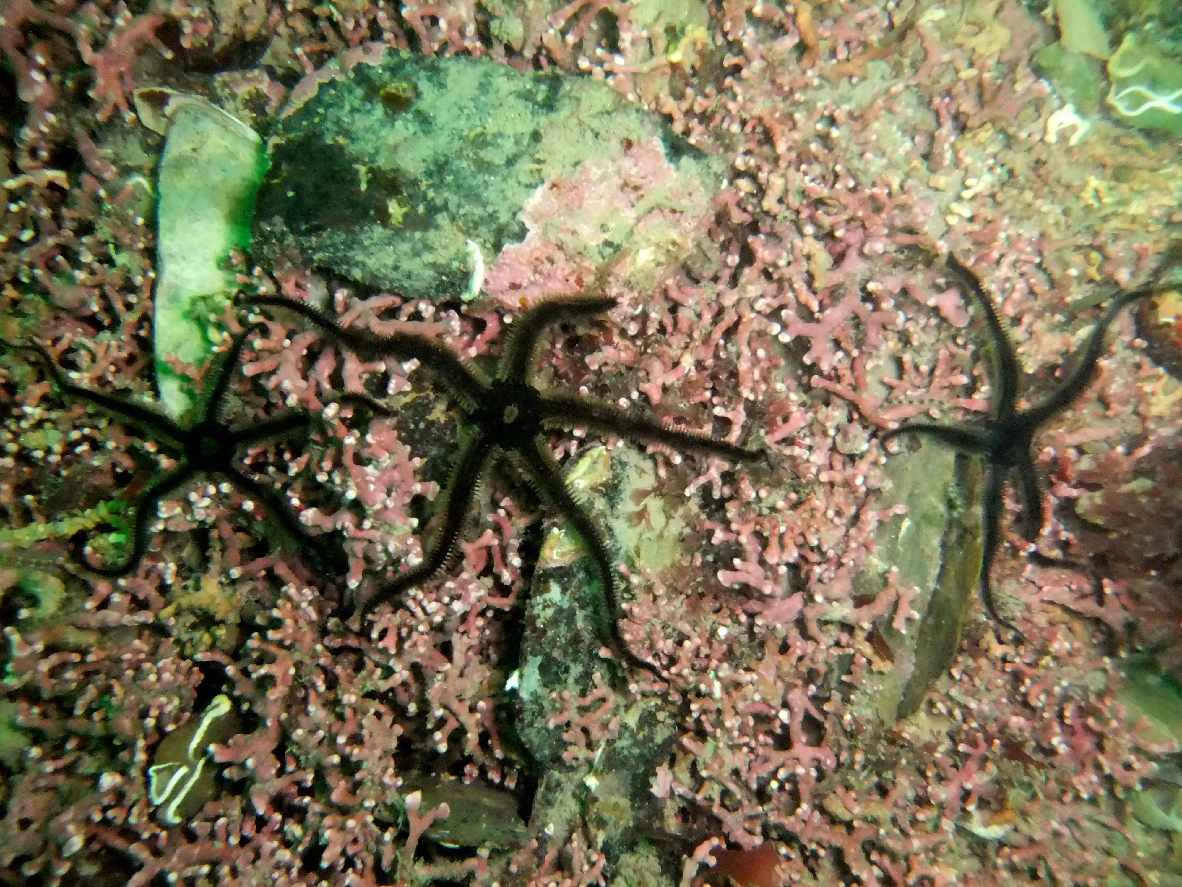natural england Brittlestars on a Maerl bed