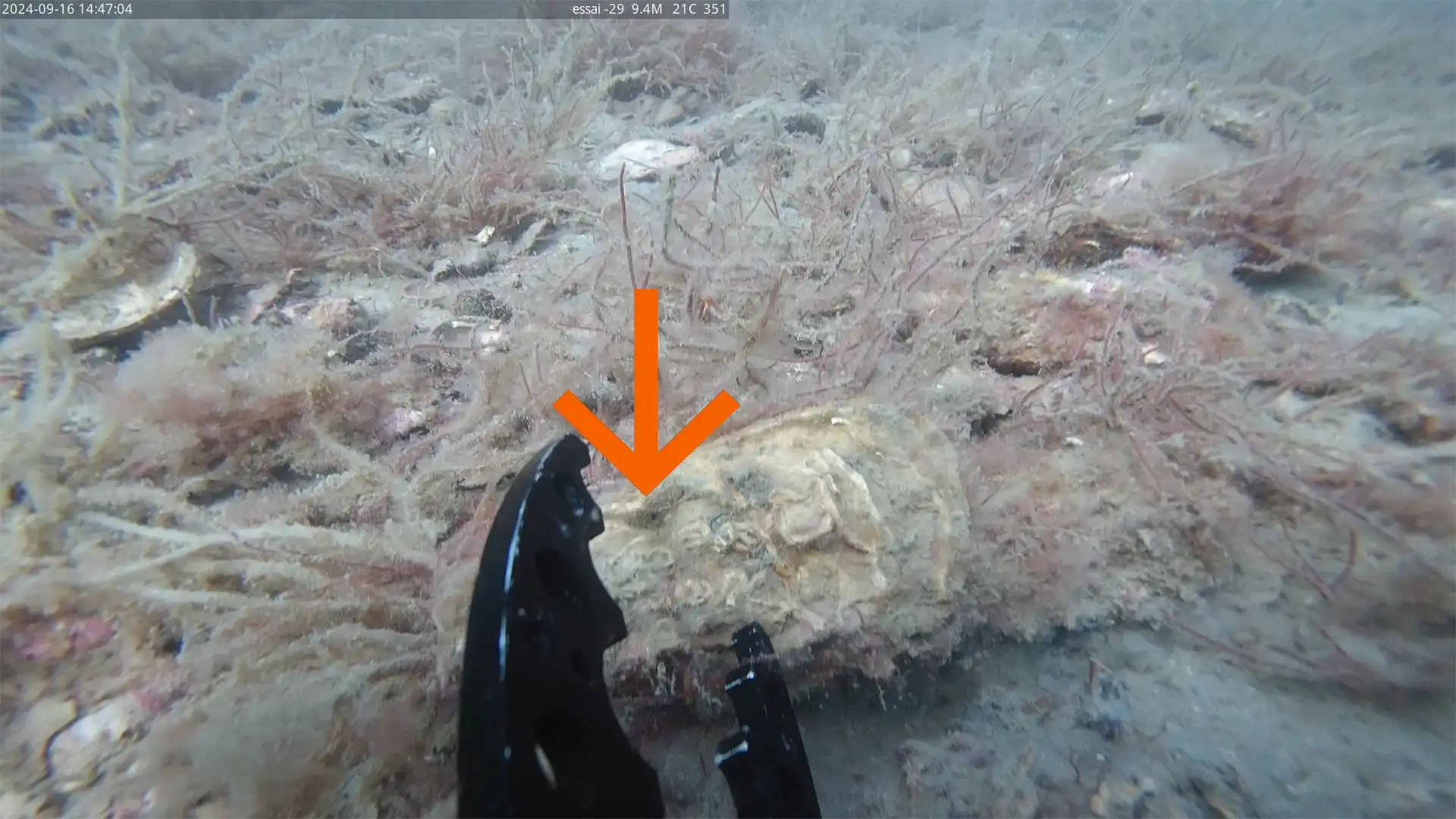 periwinkle hole borer drills holes in shells to eat them copy