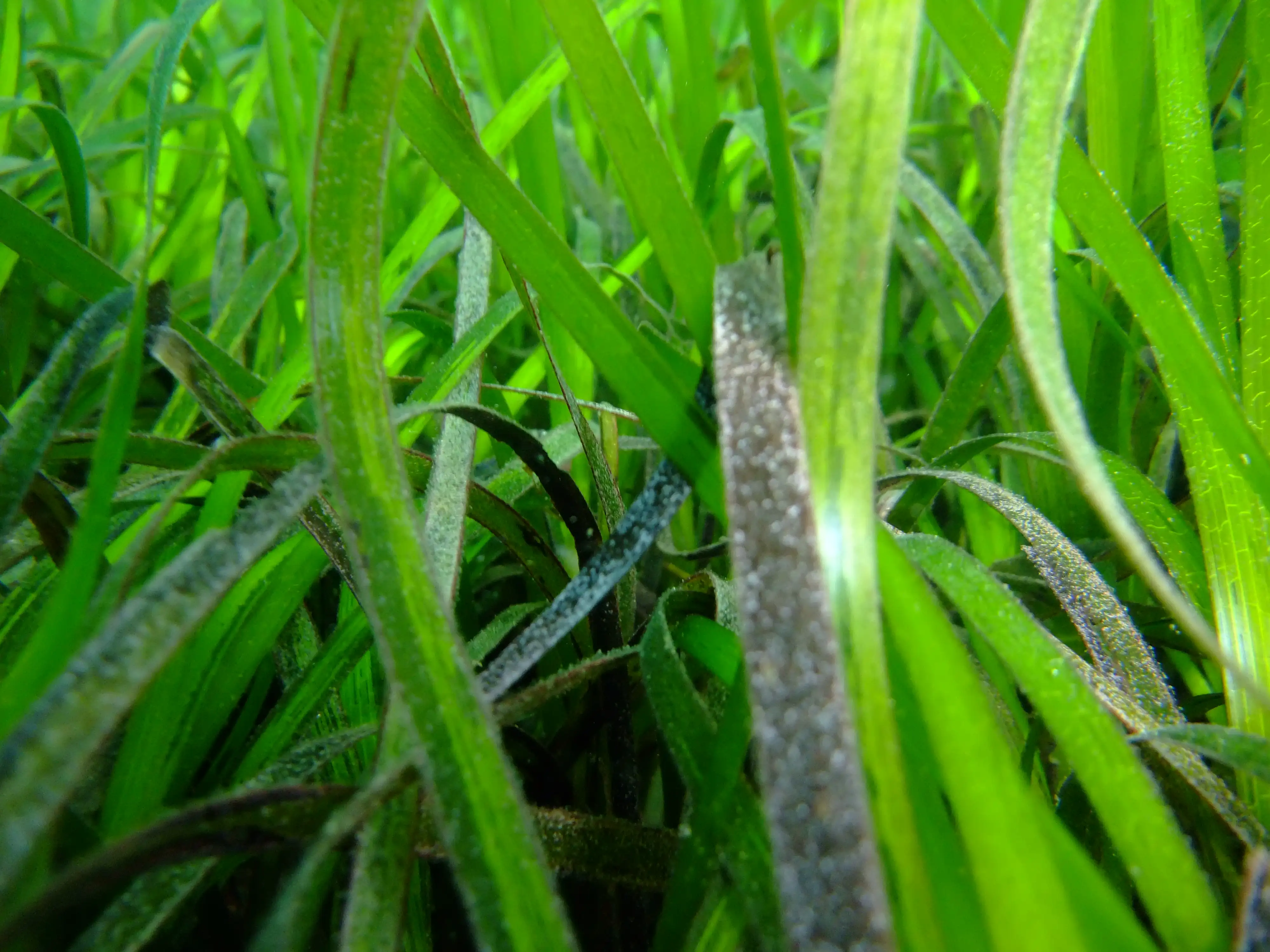 Natural England - Seagrass meadow