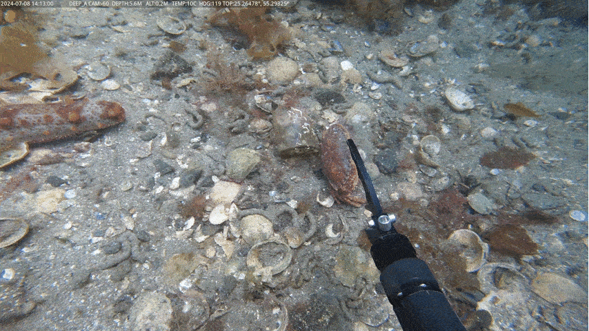 Close-up marine species GIF