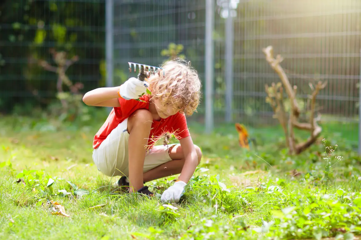 Chores for 7-year-olds: A young boy does yardwork with a small rake