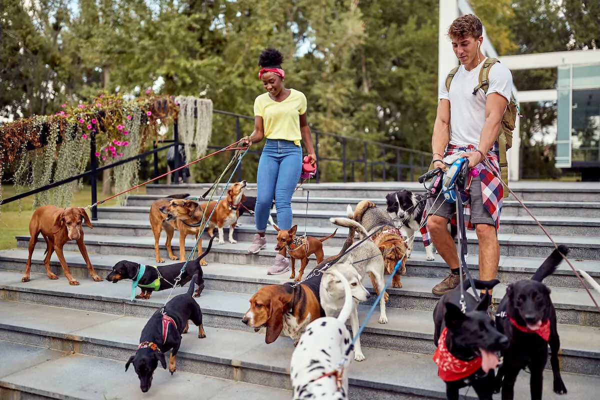 Dog walkers walking various dogs at the same time