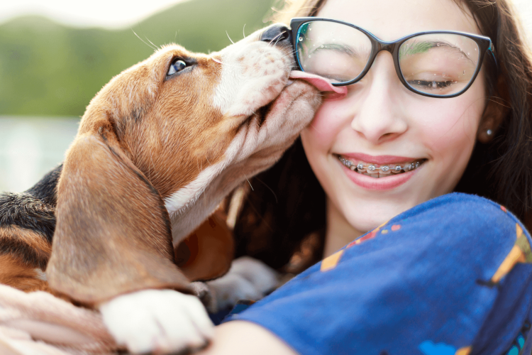 a beagle dog licking a girl's face and glasses