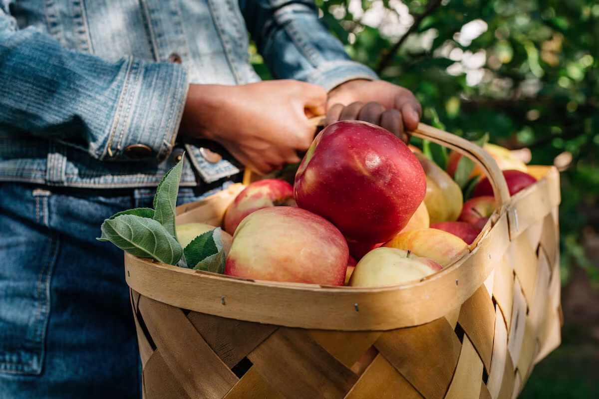 Jobs for 12 year olds: person carrying a basket of apples
