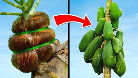 Unbelievable Gardening Hacks 