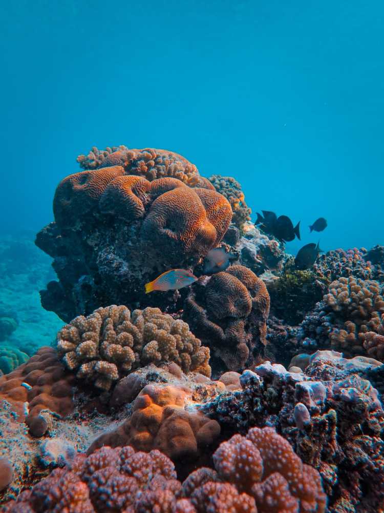 healthy coral reef