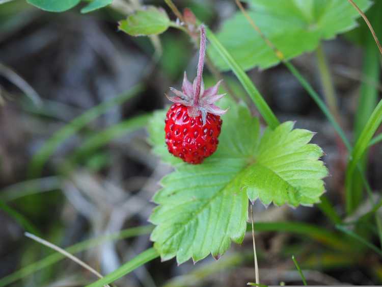  Foods That Originally Looked Totally Different wild Strawberry