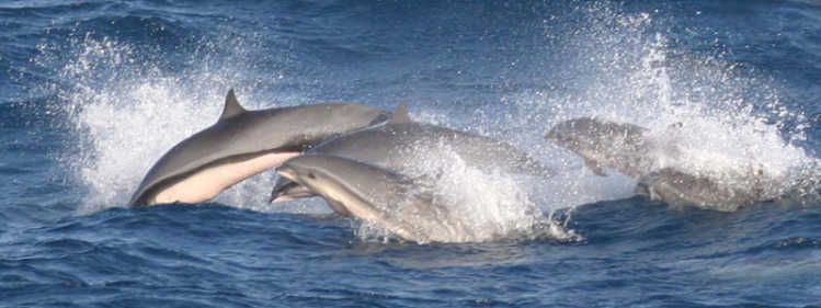 Frazer´s dolphin group