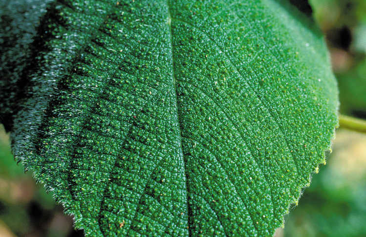 Gympie-Gympie plant