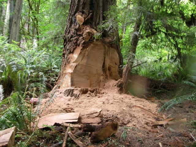 Biggest Things Ever Stolen red cedar tree Vancouver Island