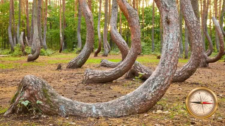 crooked forest