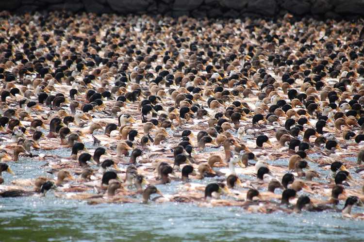army of ducks