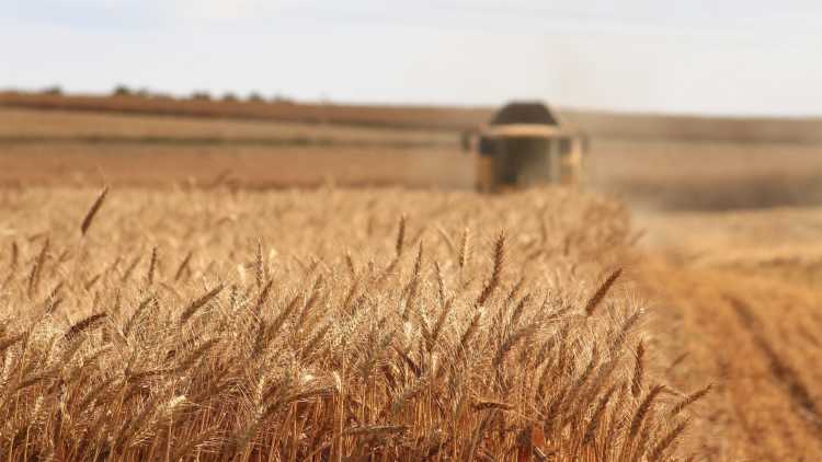 wheat farming