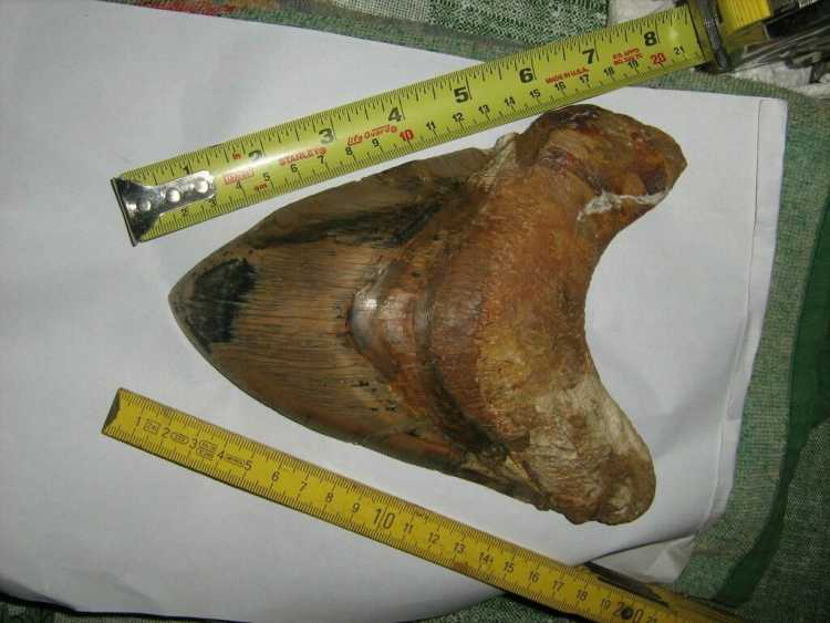 Megalodon Tooth largest specimen 7.4 inches fossil