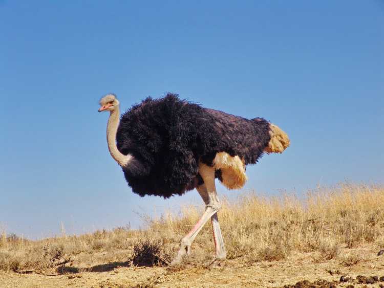 Most Dangerous Birds on Earth Ostrich