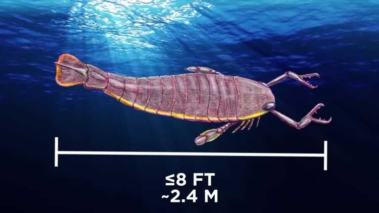 sea scorpion prehistoric