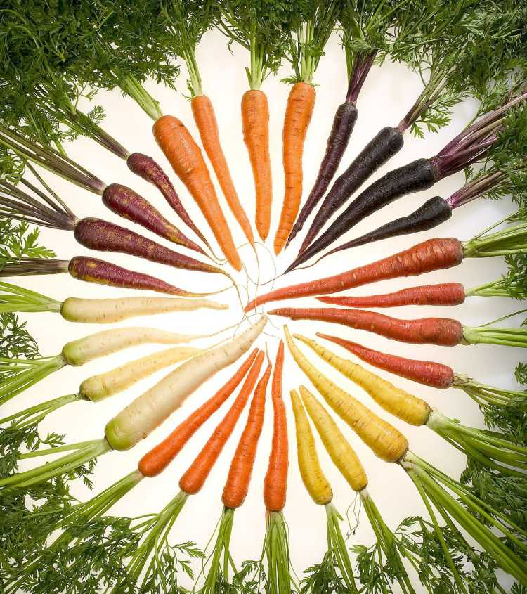 Foods That Originally Looked Totally Different Carrot different colors