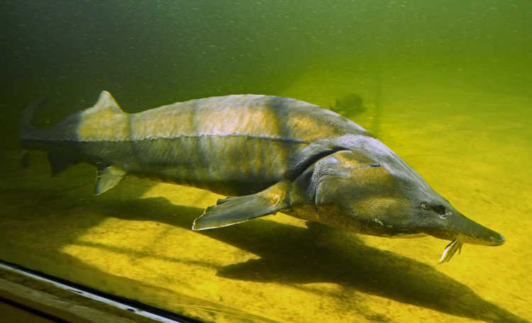 sturgeon fish