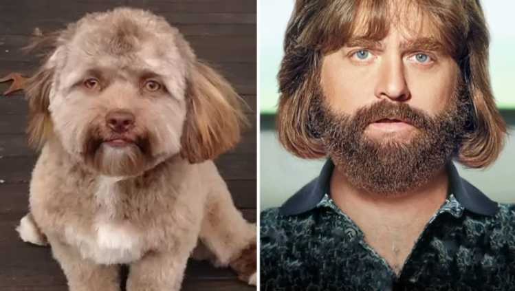 actors lookalike dog