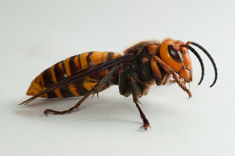 Dangerous Bugs Japanese Giant Hornet