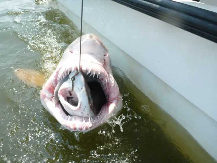 dogfish Shark inside a sand tiger shark