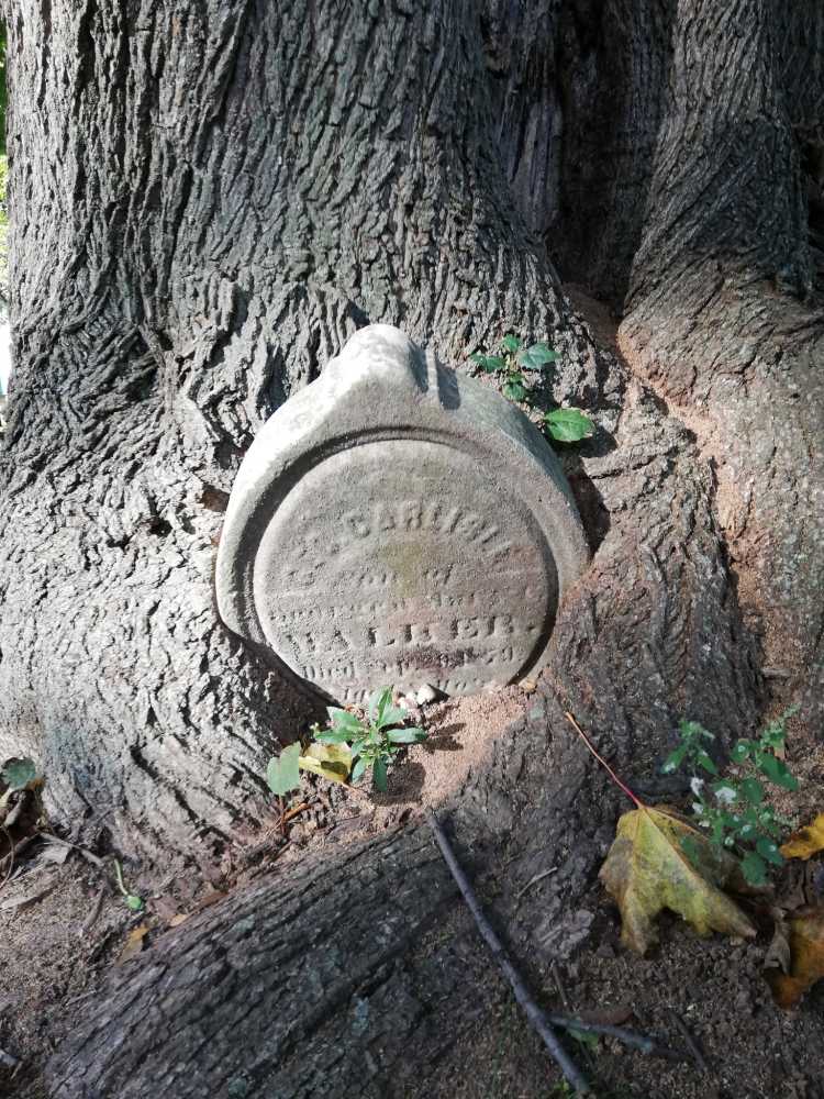 Tree Roots growing around gravestone