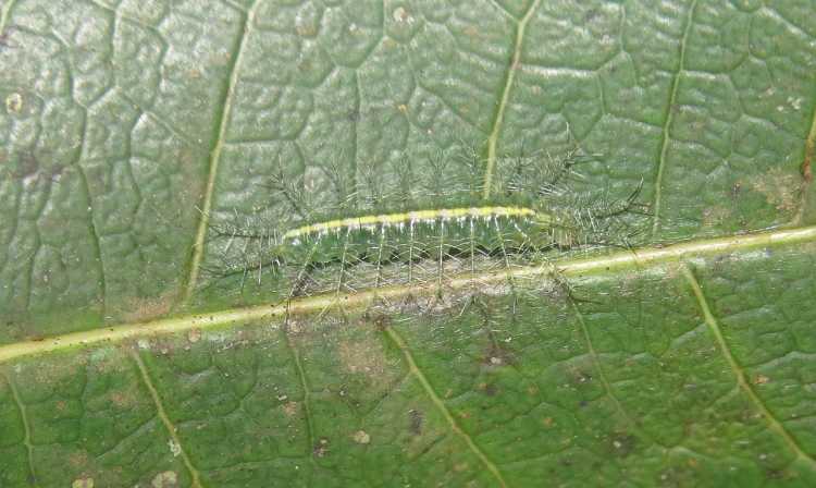 Baron Caterpillar