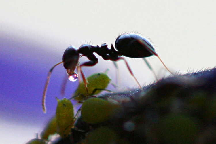 Ant Receives Honeydew from Aphid