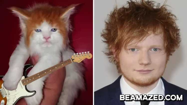 Ed Sheeran lookalike Cat