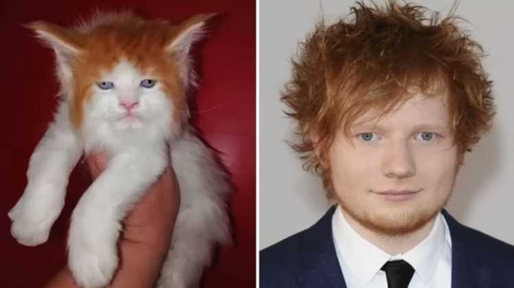 Ed Sheeran lookalike Cat